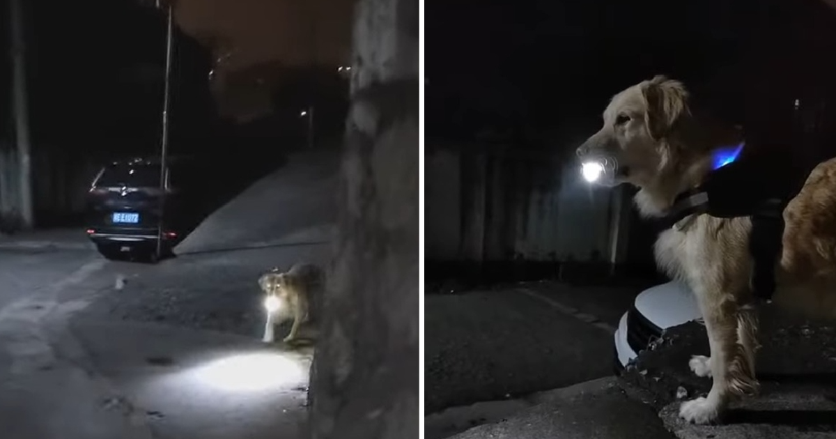 A 7-year-old boy became a hero when he saved an abandoned dog, showing great empathy